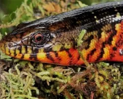 Diploglossus monotropis