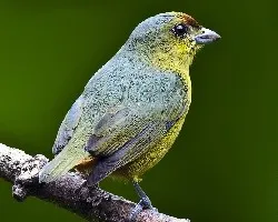 Euphonia gouldi