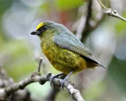Euphonia gouldi