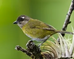 Chlorospingus ophthalmicus