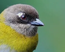 Chlorospingus ophthalmicus