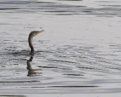 Phalacrocorax brasilianus