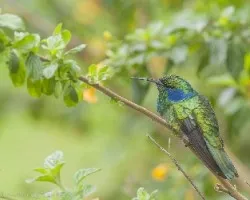 Colibri thalassinus