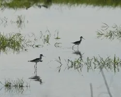 Himantopus mexicanus