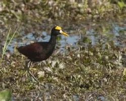 Jacana spinosa
