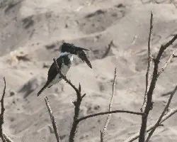 Chloroceryle amazona