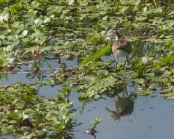 Jacana spinosa