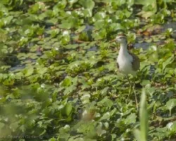 Jacana spinosa