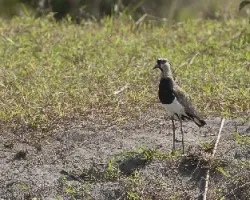 Vanellus chilensis
