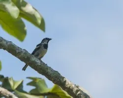 Passer domesticus