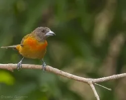 Ramphocelus costaricensis