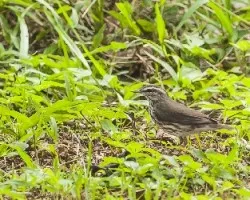 Parkesia noveboracensis