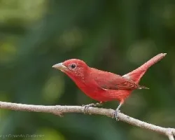 Piranga rubra