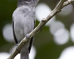 Pachyramphus aglaiae