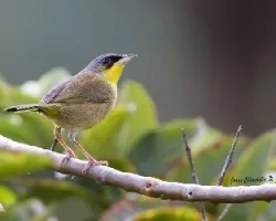 Geothlypis poliocephala
