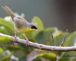 Geothlypis poliocephala