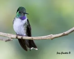 Lampornis hemileucus