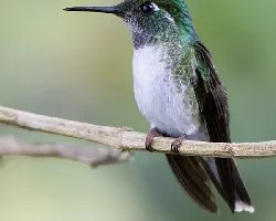 Lampornis hemileucus