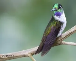 Lampornis hemileucus