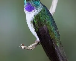 Lampornis hemileucus