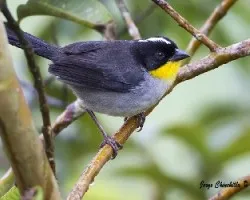 Atlapetes albinucha