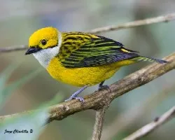 Tangara icterocephala