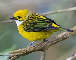 Tangara icterocephala