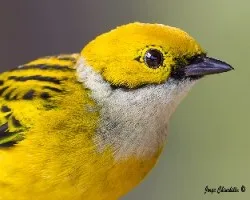 Tangara icterocephala