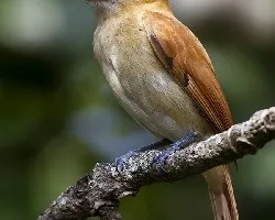 Pachyramphus aglaiae