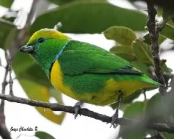 Chlorophonia callophrys