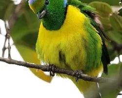 Chlorophonia callophrys