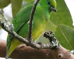 Chlorophonia callophrys