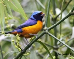 Euphonia elegantissima