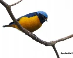 Euphonia elegantissima