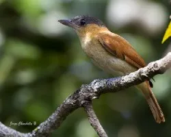 Pachyramphus aglaiae