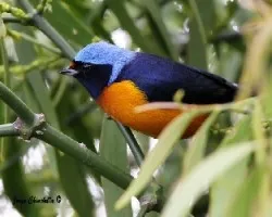 Euphonia elegantissima