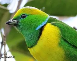 Chlorophonia callophrys