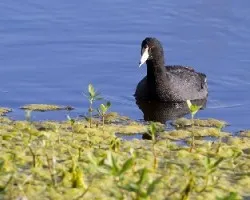 Fulica americana