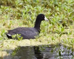 Fulica americana