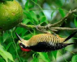 Melanerpes pucherani