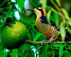 Melanerpes pucherani