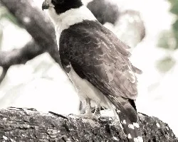 Herpetotheres cachinnans