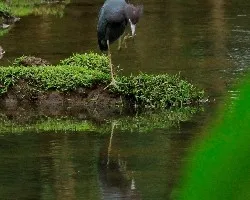 Egretta caerulea
