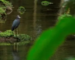 Egretta caerulea