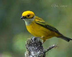 Tangara icterocephala