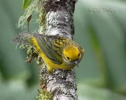 Tangara icterocephala