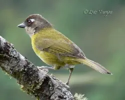 Chlorospingus ophthalmicus