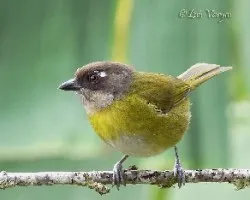 Chlorospingus ophthalmicus