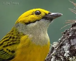 Tangara icterocephala