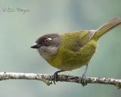 Chlorospingus ophthalmicus